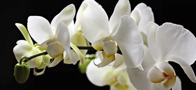 Servizio di invio fiori alla famiglia di un defunto per il funerale